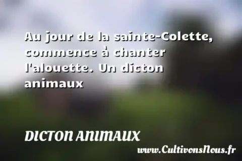 Au jour de la sainte-Colette, commence à chanter l alouette. Un dicton animaux DICTON ANIMAUX