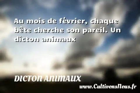 Au mois de février, chaque bête cherche son pareil. Un dicton animaux DICTON ANIMAUX