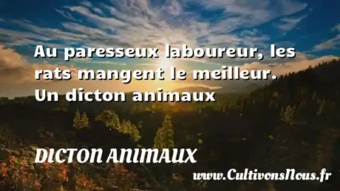 Au paresseux laboureur, les rats mangent le meilleur. Un dicton animaux DICTON ANIMAUX