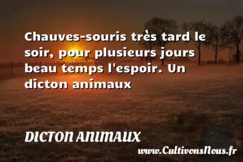 Chauves-souris très tard le soir, pour plusieurs jours beau temps l espoir. Un dicton animaux DICTON ANIMAUX
