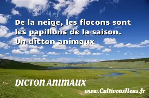 De la neige, les flocons sont les papillons de la saison. Un dicton animaux DICTON ANIMAUX