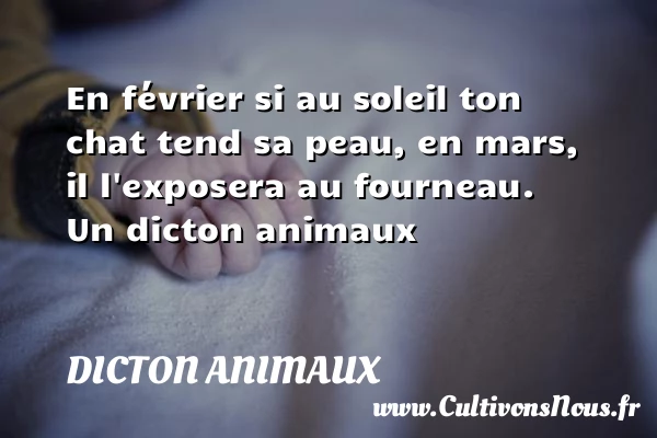 En février si au soleil ton chat tend sa peau, en mars, il - Dicton animaux