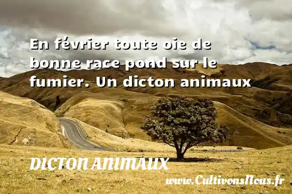En février toute oie de bonne race pond sur le fumier. Un dicton animaux DICTON ANIMAUX