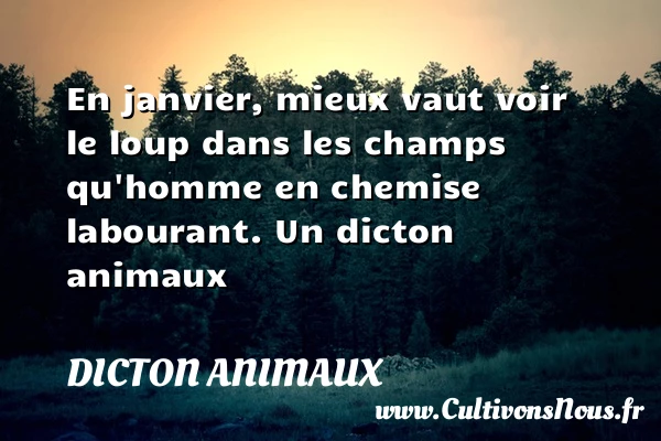 En janvier, mieux vaut voir le loup dans - Dicton animaux
