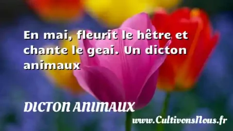 En mai, fleurit le hêtre et chante le geai. Un dicton animaux DICTON ANIMAUX