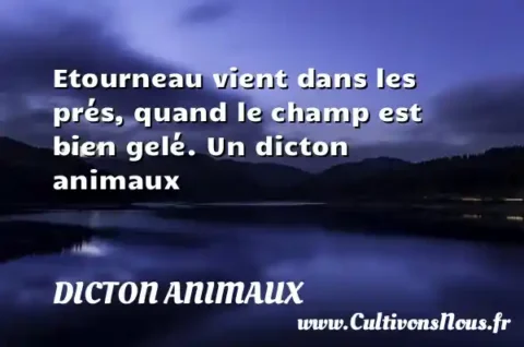 Etourneau vient dans les prés, quand le champ est bien gelé. Un dicton animaux DICTON ANIMAUX