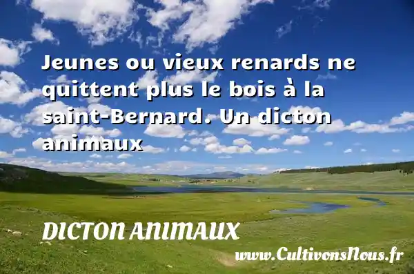 Jeunes ou vieux renards ne quittent plus le bois à la saint-Bernard. Un dicton animaux DICTON ANIMAUX