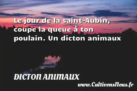 Le jour de la saint-Aubin, coupe la queue à ton poulain. Un dicton animaux DICTON ANIMAUX