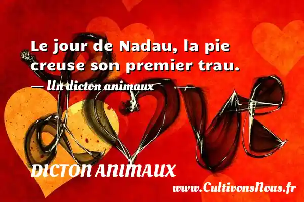 Le jour de Nadau, la pie creuse son premier trau. - Un dicton animaux DICTON ANIMAUX