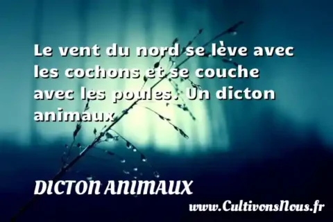 Le vent du nord se lève avec les cochons et se couche avec les poules. Un dicton animaux DICTON ANIMAUX