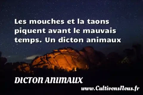 Les mouches et la taons piquent avant le mauvais temps. Un dicton animaux DICTON ANIMAUX