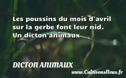 Les poussins du mois d avril sur la gerbe font leur nid. Un dicton animaux DICTON ANIMAUX