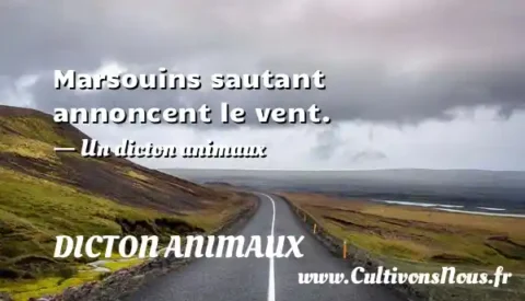 Marsouins sautant annoncent le vent. - Un dicton animaux DICTON ANIMAUX