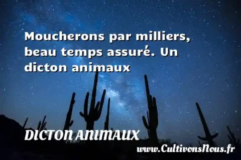 Moucherons par milliers, beau temps assuré. Un dicton animaux DICTON ANIMAUX