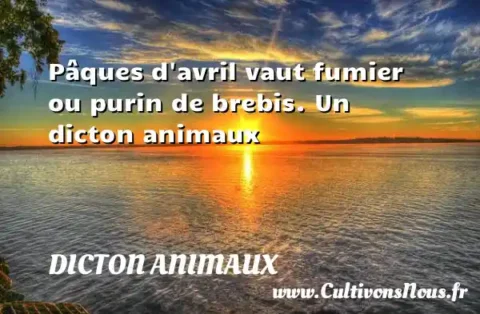 Pâques d avril vaut fumier ou purin de brebis. Un dicton animaux DICTON ANIMAUX