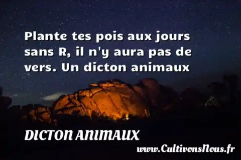 Plante tes pois aux jours sans R, il n y aura pas de vers. Un dicton animaux DICTON ANIMAUX