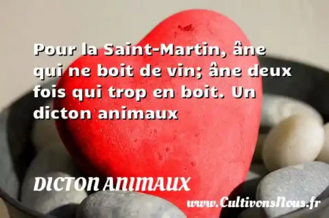 Pour la Saint-Martin, âne qui ne boit de vin; âne deux fois qui trop en boit. Un dicton animaux DICTON ANIMAUX