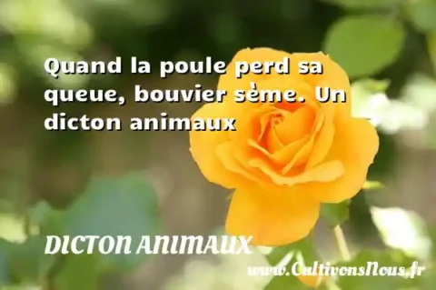 Quand la poule perd sa queue, bouvier sème. Un dicton animaux DICTON ANIMAUX