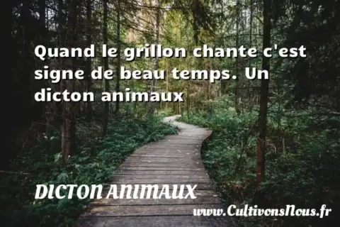 Quand le grillon chante c est signe de beau temps. Un dicton animaux DICTON ANIMAUX