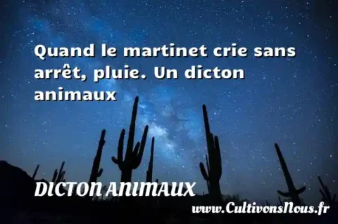 Quand le martinet crie sans arrêt, pluie. Un dicton animaux DICTON ANIMAUX