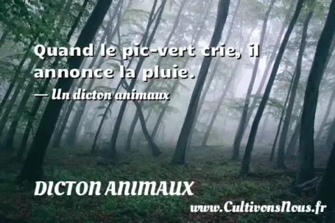 Quand le pic-vert crie, il annonce la pluie. - Un dicton animaux DICTON ANIMAUX