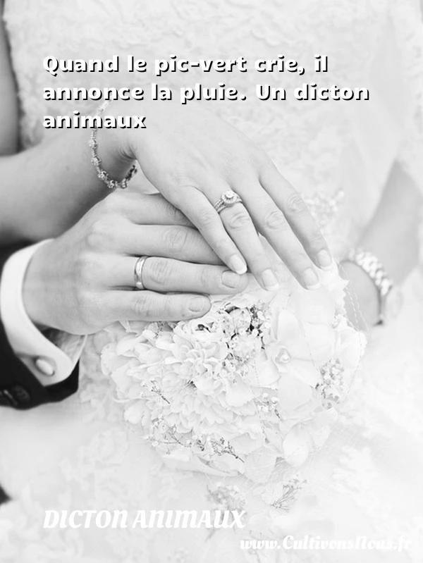 Quand le pic-vert crie, il annonce la pluie. - Dicton animaux