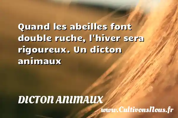 Quand les abeilles font double ruche, l hiver sera rigoureux. Un dicton animaux DICTON ANIMAUX
