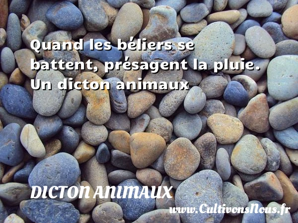 Quand les béliers se battent, présagent la pluie. - Dicton animaux