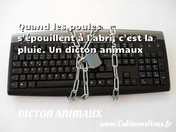 Quand les poules s’épouillent à l’abri, c’est la - Dicton animaux