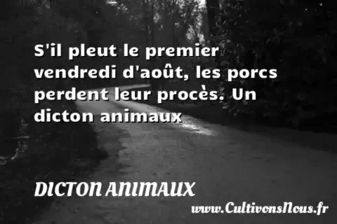 S il pleut le premier vendredi d août, les porcs perdent leur procès. Un dicton animaux DICTON ANIMAUX