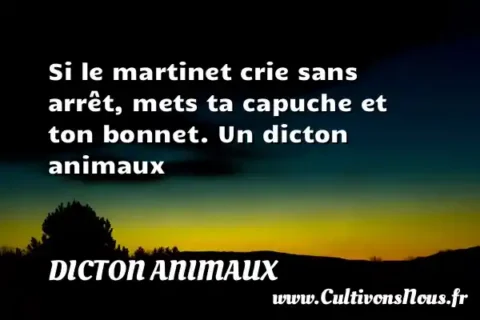 Si le martinet crie sans arrêt, mets ta capuche et ton bonnet. Un dicton animaux DICTON ANIMAUX