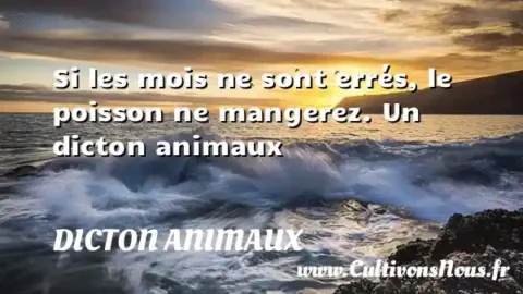 Si les mois ne sont errés, le poisson ne mangerez. Un dicton animaux DICTON ANIMAUX