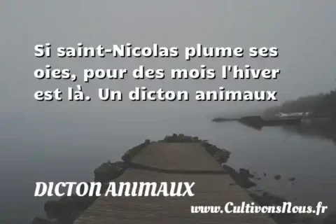 Si saint-Nicolas plume ses oies, pour des mois l hiver est là. Un dicton animaux DICTON ANIMAUX