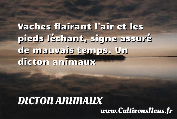 Vaches flairant l’air et les pieds léchant, signe assuré - Dicton animaux