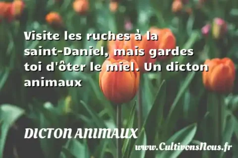 Visite les ruches à la saint-Daniel, mais gardes toi d ôter le miel. Un dicton animaux DICTON ANIMAUX