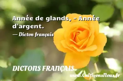 Année de glands, - Année d argent. - Dicton français DICTONS FRANÇAIS