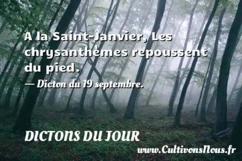 A la Saint-Janvier, Les chrysanthèmes repoussent du pied. - Dicton du 19 septembre. DICTONS DU JOUR