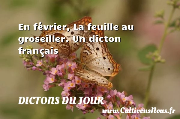 En février, La feuille au - Dictons du jour