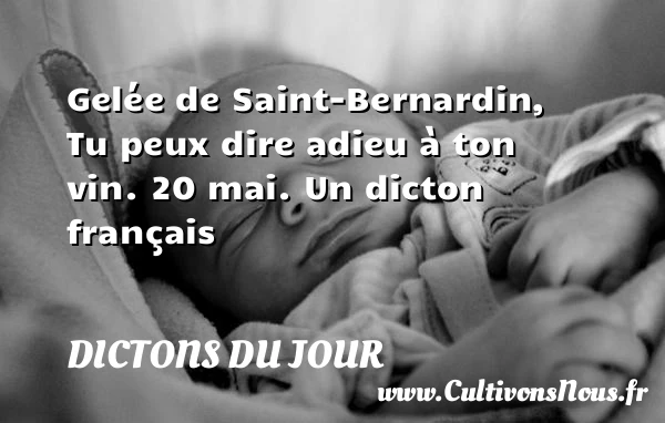 Gelée de Saint-Bernardin, – - Dictons du jour