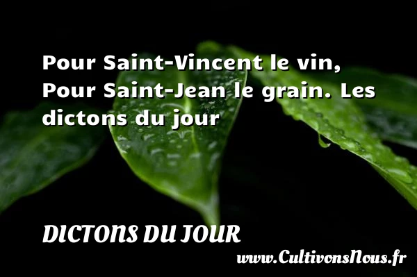 Pour Saint-Vincent le vin, - Dictons du jour