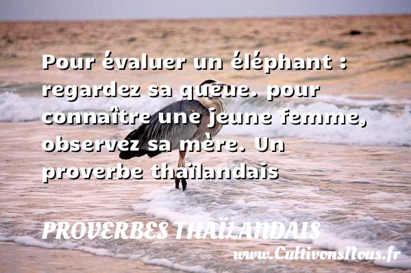 Pour évaluer un éléphant : regardez sa queue. pour connaître une jeune - Proverbes thaïlandais - Proverbe regard