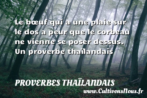 Le bœuf qui a une plaie sur le dos a peur que le corbeau - Proverbes thaïlandais