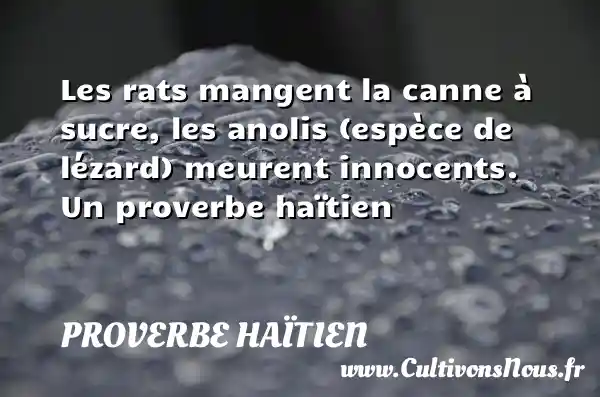 Les rats mangent la canne à sucre, les anolis (espèce de lézard) meurent innocents. Un proverbe haïtien PROVERBE HAÏTIEN