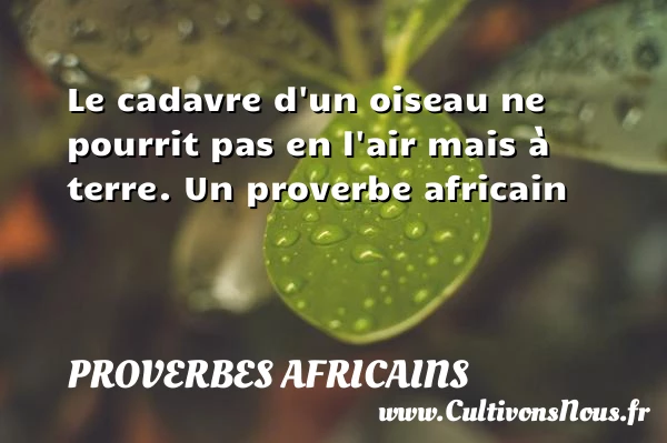 Le cadavre d’un oiseau ne - Proverbes africains