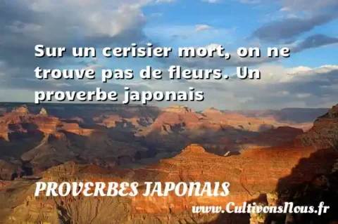 Sur un cerisier mort, on ne trouve pas de fleurs. Un proverbe japonais PROVERBES JAPONAIS