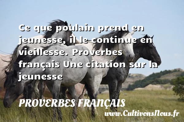 Ce que poulain prend en - Proverbes français - Proverbe jeunesse - Proverbes vie