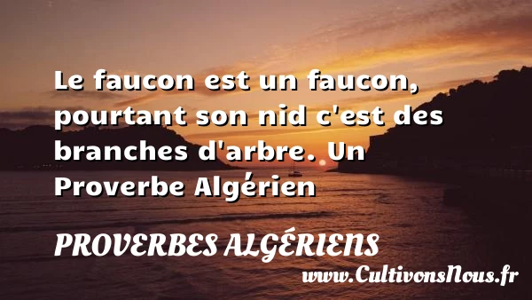 Le faucon est un faucon, pourtant son nid c’est des - Proverbes Algériens - Proverbes fun