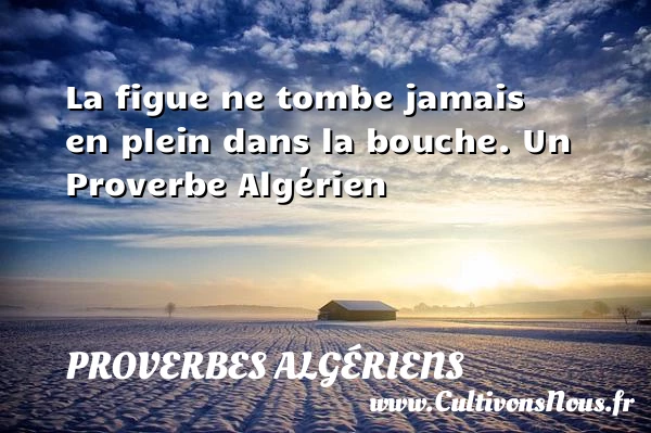 La figue ne tombe jamais en plein dans la - Proverbes Algériens - Proverbes philosophiques