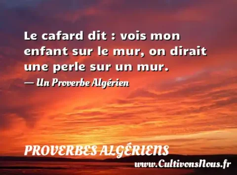 Le cafard dit : vois mon enfant sur le mur, on dirait une perle sur un mur. - Un Proverbe Algérien PROVERBES ALGÉRIENS