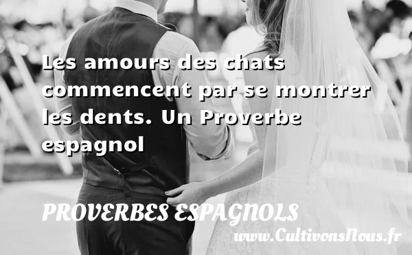 Les amours des chats commencent par se montrer - Proverbes espagnols - Proverbes connus - Proverbes philosophiques